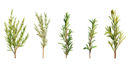 Fototapeta premium Set of green leaves on sticks featuring natural botanical elements perfect for eco design and decoration on white background