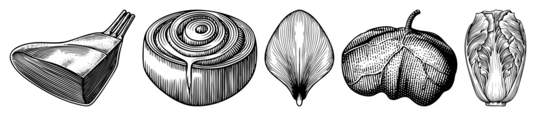 Vector Engraved vegetable illustrations showcase turnip onion leaf pepper and chicory.