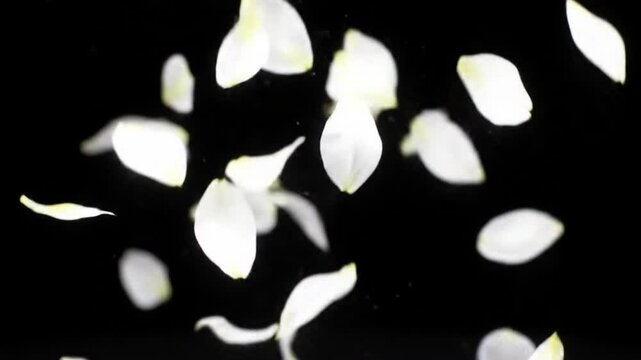 White flower petals falling gently against a stark black background in a delicate display