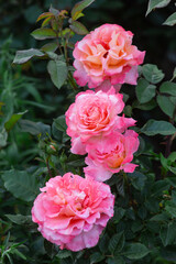 delicate textured rose flowers