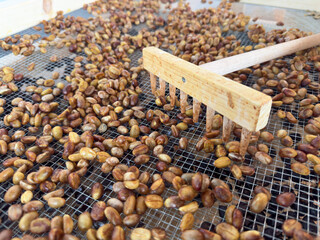 Drying coffee beans with wooden rake on mesh tray – traditional post-harvest processing. honey,...