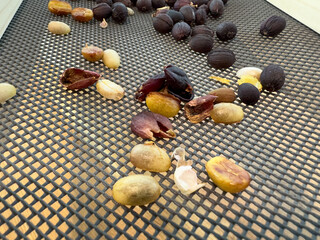 Coffee beans separated from pulp on drying mesh – depulping and fermentation stage