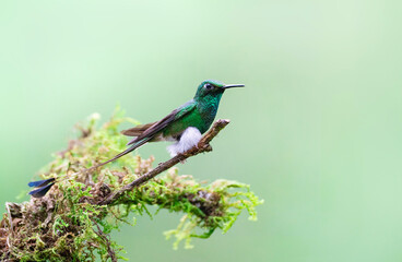 White-booted Racket-tail, gorgeous hummingbird with a long tail, Ocreatus underwoodii in Ecuador