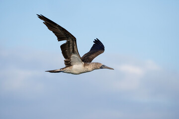 Blue footed booby in flight, Sula nebouxii in Galápagos
