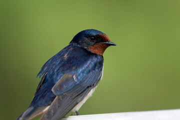 Barn swallow close up photo, portrait of Hirundo rustica