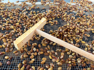 Close-up of coffee beans being dried with wooden rake on mesh tray – natural coffee processing,...