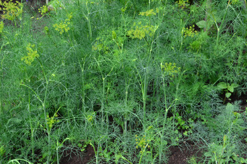 A lush field of dill plants ready for harvest