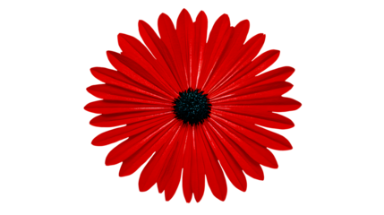 A vibrant red flower, isolated on transparent background, displays its numerous petals and dark central disc