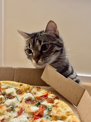 Curious cat explores pizza box in cozy indoor setting during late afternoon