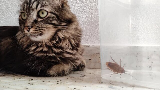cat watches with determination its trapped prey