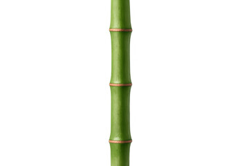 Obraz premium Single green bamboo stem growing vertically on a transparent background, perfect for nature and zen-inspired designs