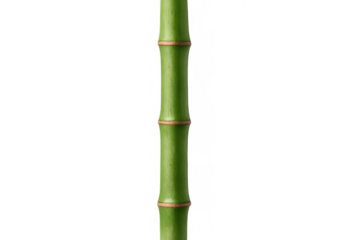 Single green bamboo stem growing vertically on a transparent background, perfect for nature and zen-inspired designs