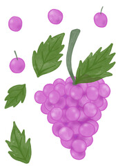 set of grape and leave digital watercolor illustration png no background