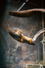 Squirrel Monkey