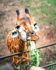 close up of a giraffe