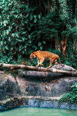 tiger in the wild
