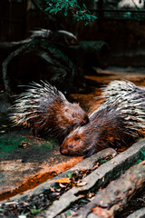 wild boar in the forest