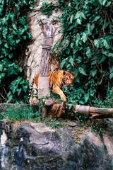 tiger on the tree
