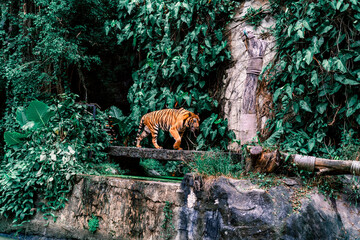 tiger in the zoo