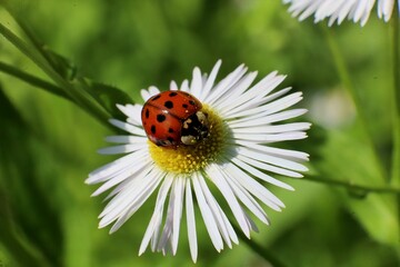 ladybug on daisy