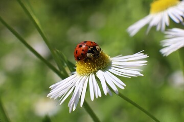 ladybug on daisy