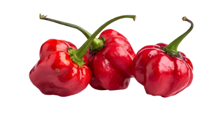 Three vibrant red scotch bonnet peppers, isolated on transparent background, display their wrinkled texture and glossy sheen
