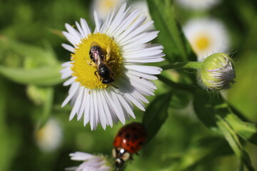 bee on daisy
