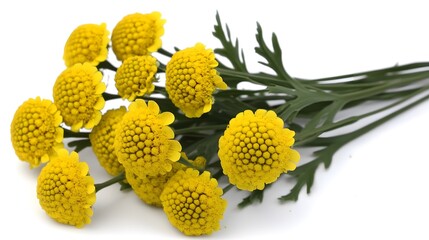 Vibrant Yellow Button Flowers Bouquet Closeup Photography