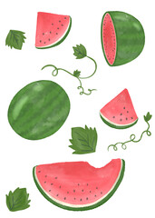 set of watermelon and leaves digital watercolor illustration png no background