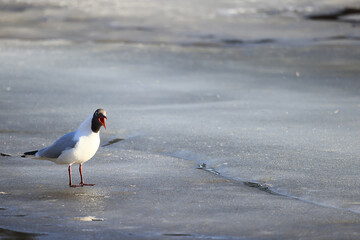 Seagulls are sitting on an ice floe, spring ice in the river and migratory birds have returned