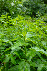green nettle