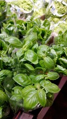 Fresh Basil Leaves Displayed at a Local Market for Cooking and Culinary Uses