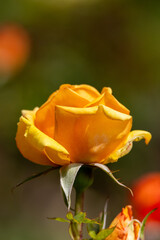 Side profile of a golden rose with a blurred background