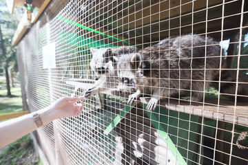 raccoon in a cage, zoo, wildlife sad animal in a cage