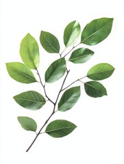 Fototapeta premium Green leaves branch isolated on white background foliage nature fresh spring plant growth environment ecology botany decoration greenery leaf tree natural organic freshness health beauty herbal