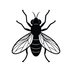 Realistic housefly insect graphic Vector illustration