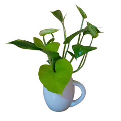 Vibrant Green Heartleaf Philodendron in Modern White Mug Pot Indoor Plant Decor