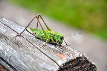 Grasshopper