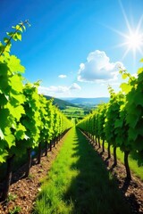 Naklejka premium Sun-drenched rows of grapevines stretching to the horizon, lush green foliage under a bright blue sky A picturesque vineyard landscape perfect for wine country imagery , tranquil, sun