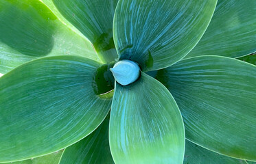 Agave attenuata or Fox tail tropical succulent plant green leaves as a nature background close up.