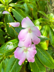 Impatiens sodenii is a species of flowering plant in the family Balsaminaceae known by the common...