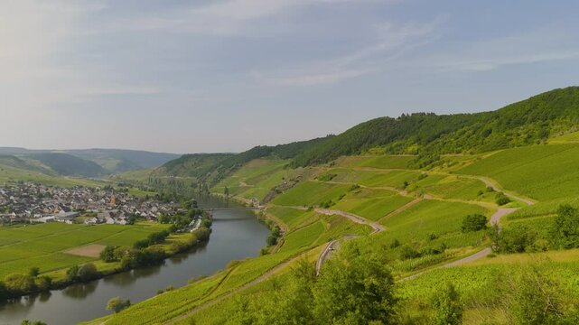Trittenheim, Moselle Valley with loop of river, aerial view, riesling wine growing on vine, vineyard landscape and agriculture in Germany
