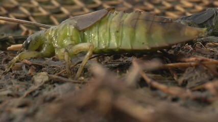 Close-up of a green insect with segmented body and brown wings resting on natural surface, showcasing fine details of its texture.