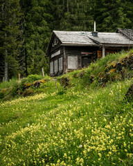 Serene alpine scene with a cabin and wildflower field