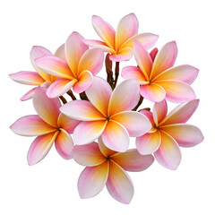 frangipani flower isolated on white