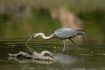 A beautiful gray heron in its natural environment