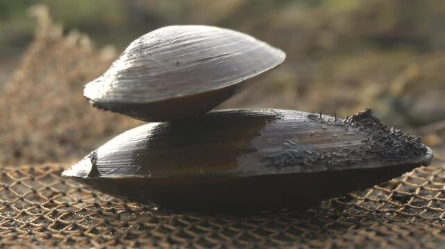 freshwater mussel : A sturdy, hinge‑bound bivalve burrowed in freshwater beds, filtering sediment‑rich water, with muscular foot and intricate shell lures for host fish