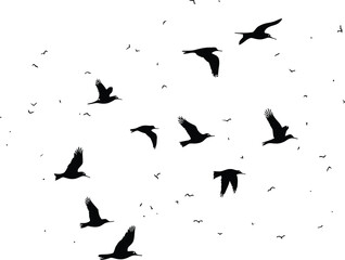 Delicious Pizza Slices Arranged in a Circle with a Black Frame