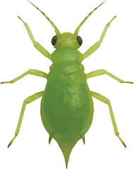 green bug