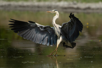 A beautiful gray heron in its natural environment